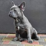 Verba-female-French-bulldog-puppy-for-sale-3