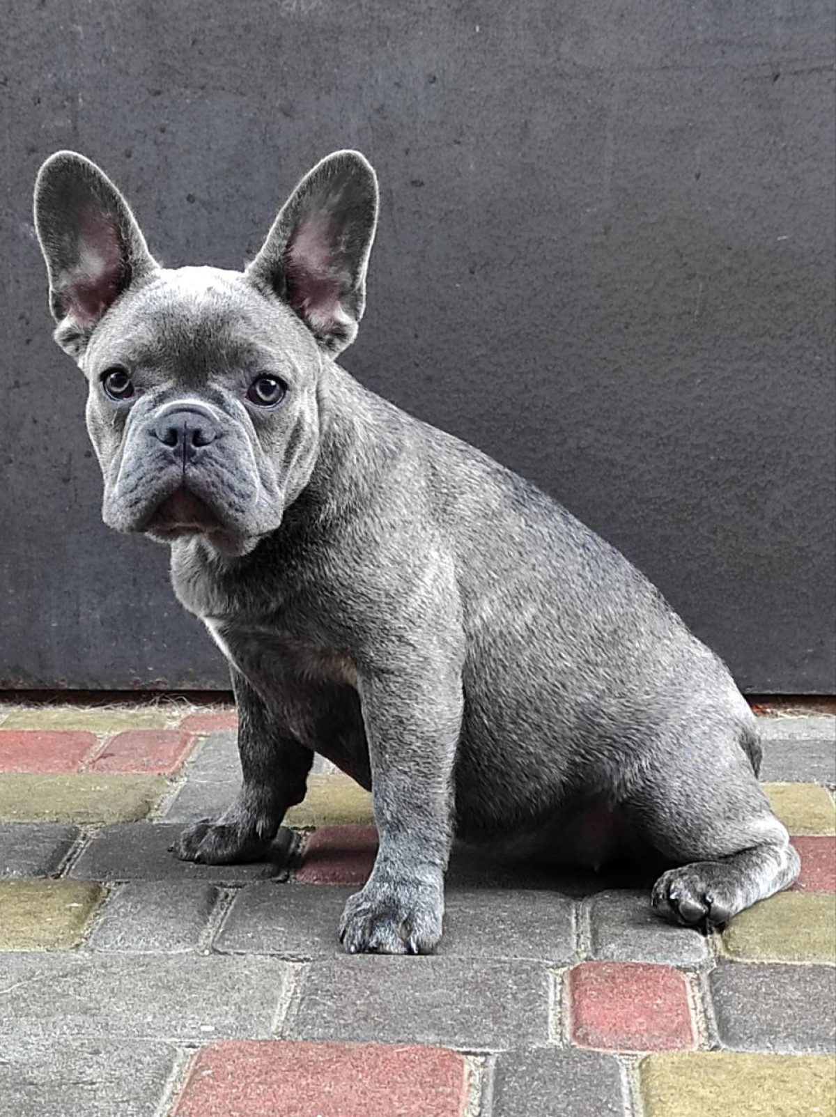 Blue French Bulldog For Sale Price Frenchie Bulldog French Bulldog