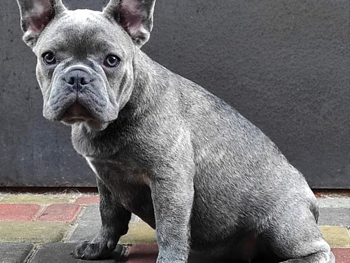 Blue Full Grown French Bulldogs Solid Blue French Bulldog Puppies