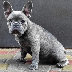 Verba