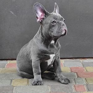 Vilar French Bulldog