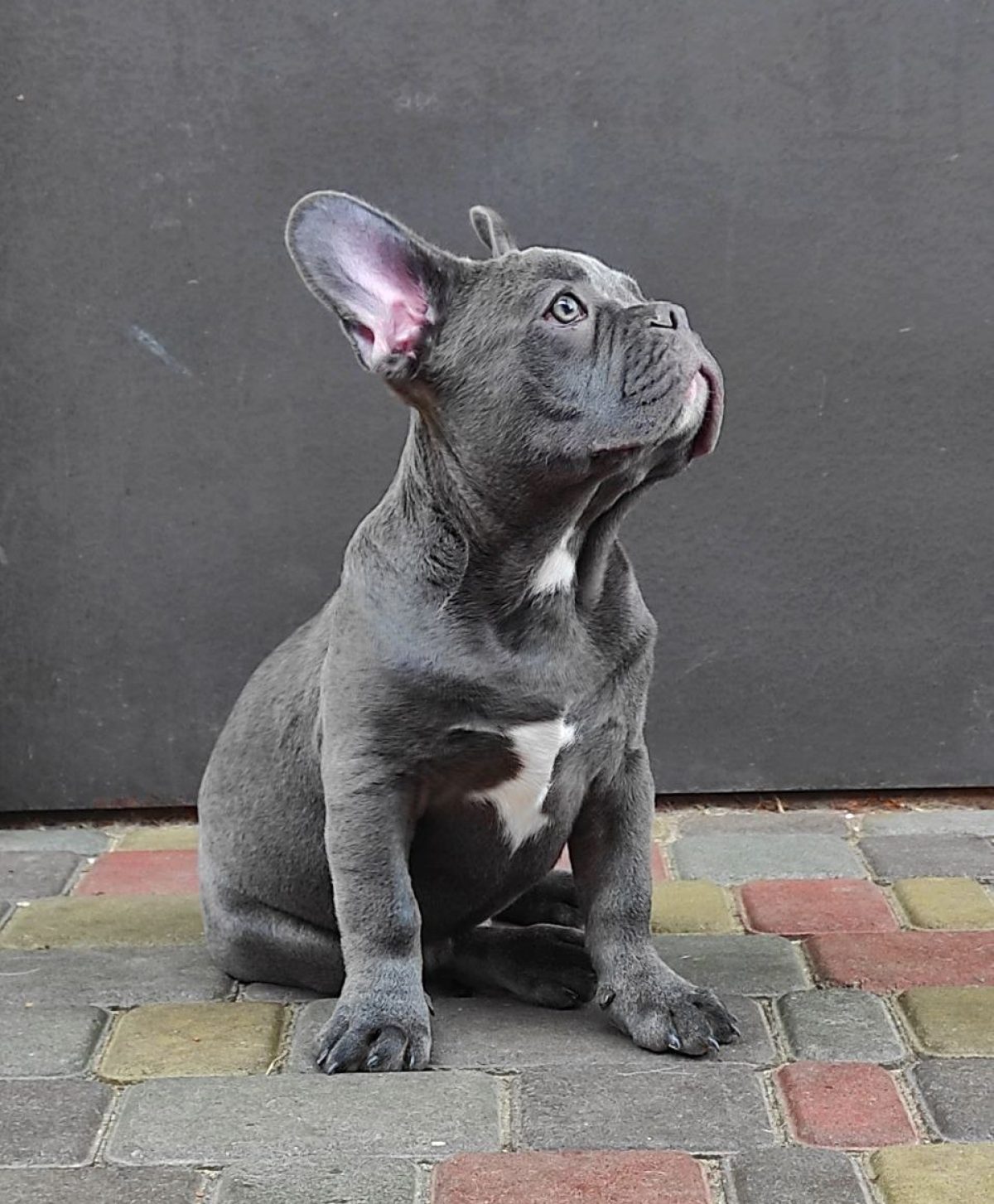 Lilac Gray French Bulldog Lilac Platinum Merle French Bulldog