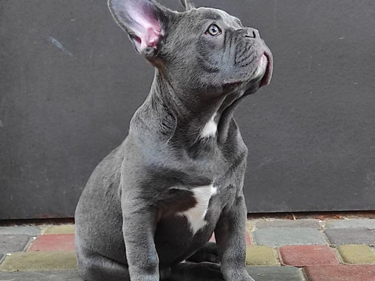 Animal Rescue French Bulldog Rescue Yorkshire Rescue French