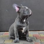 Petra French Bulldog