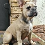 Viola-female-French-bulldog-puppy-for-sale-1
