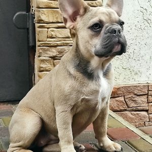 Viola French Bulldog