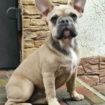 Vilar French Bulldog