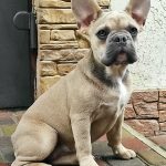 Viola-female-French-bulldog-puppy-for-sale-3