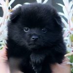 Yanis-male-Schipperke-puppy-for-sale-1 (1)