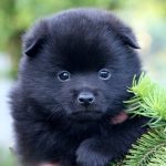 Yasmin Schipperke