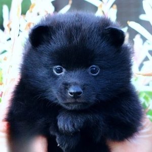 Yasmin Schipperke