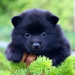Yasmin-female-Schipperke-puppy-for-sale-1 (2)