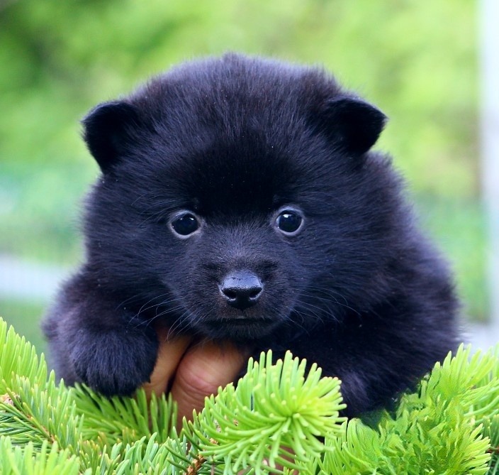 Inu Dog Shiba Pomeranian Mix For Sale Adoption Shiba Inu