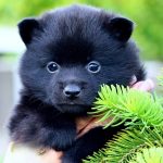 Yasmin-female-Schipperke-puppy-for-sale-1 (3)