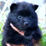 Yasmin-female-Schipperke-puppy-for-sale-1 (4)