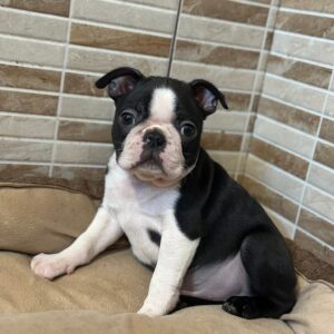Yuma