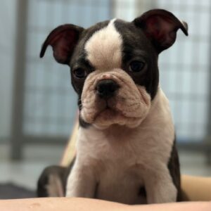 Yumba Boston Terrier