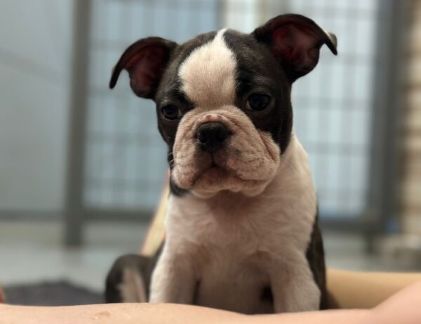 Yumba Boston Terrier
