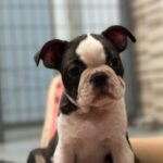Yumba-male-boston-terrier-puppy-for-sale- (2)