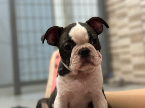 Yumba Boston Terrier
