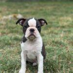Black Boston Terrier