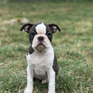 Yumba Boston Terrier