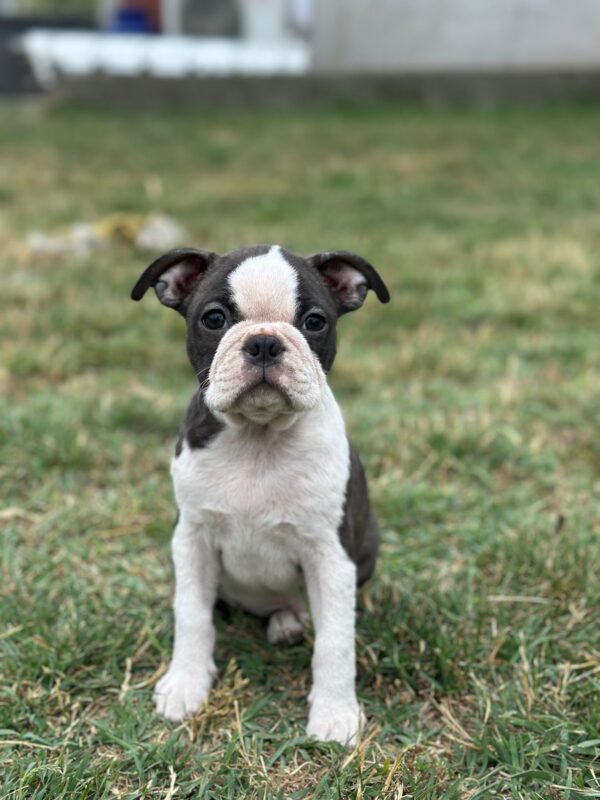 Yumba Boston Terrier