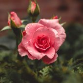 pet-safe flowers and plants
