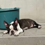 umba-male-boston-terrier-puppy-for-sale (1)