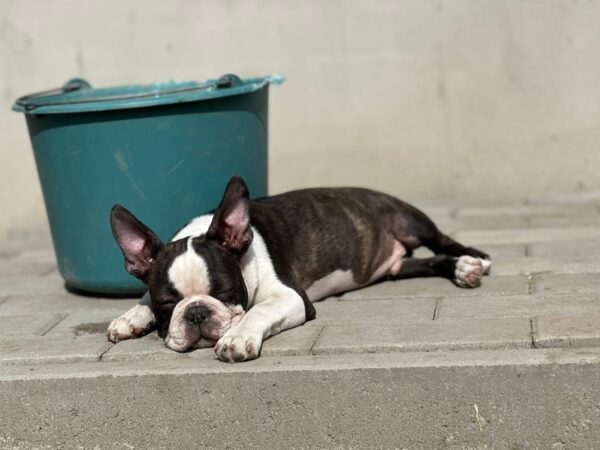 Yumba Boston Terrier