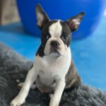 Black Boston Terrier