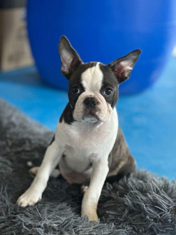 Yumba Boston Terrier