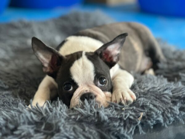 Yumba Boston Terrier