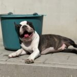 umba-male-boston-terrier-puppy-for-sale (4)