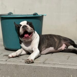Yumba Boston Terrier