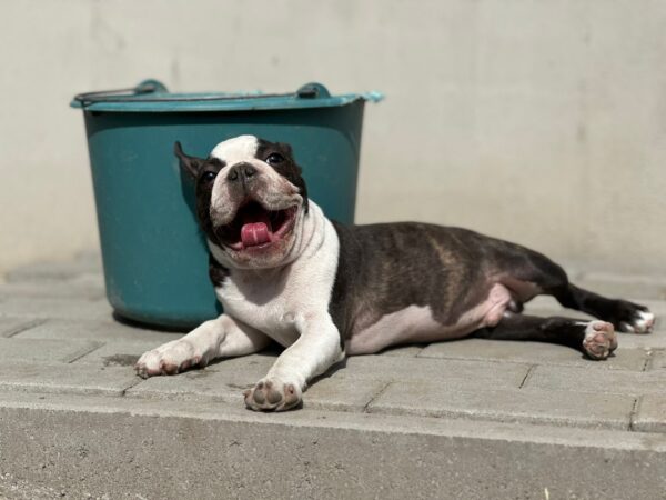 Yumba Boston Terrier