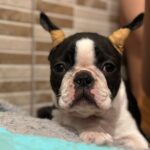 yuma-male-boston-terrier-puppy-for-sale- (1)