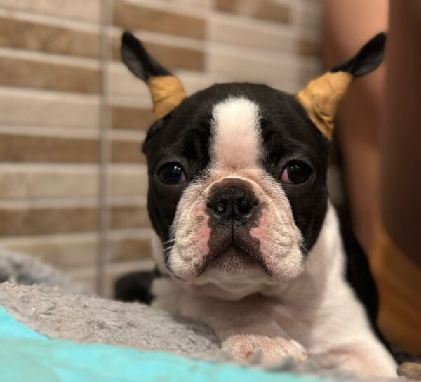 Yuma Boston Terrier