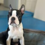 yuma-male-boston-terrier-puppy-for-sale- (2)