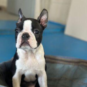 Yuma Boston Terrier