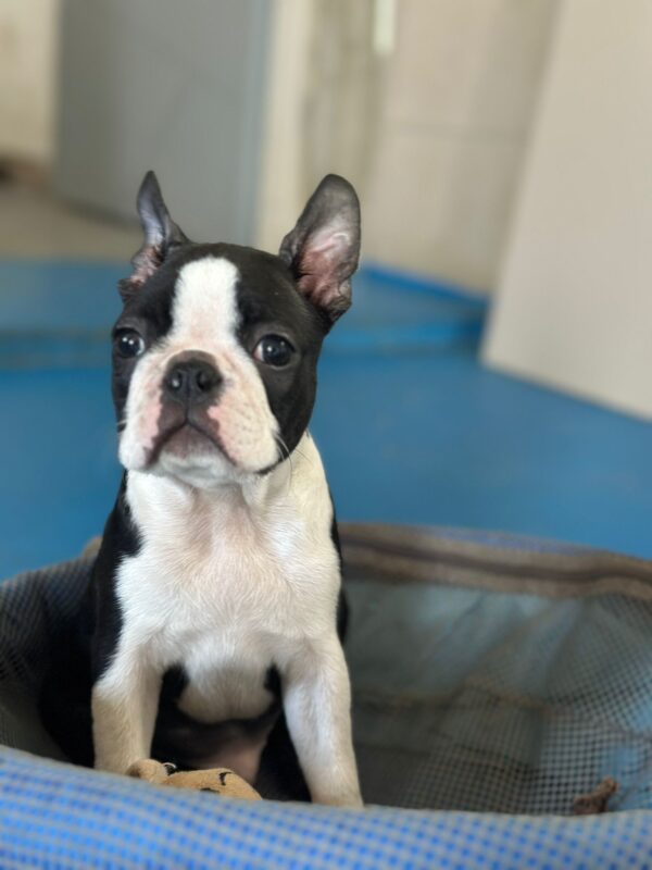 Yuma Boston Terrier