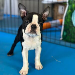 Yuma Boston Terrier