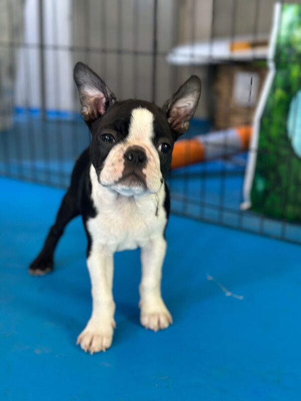 Yuma Boston Terrier
