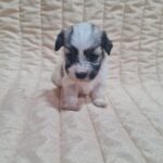 Abi-female-havanese-puppy-for-sale-1 (1)