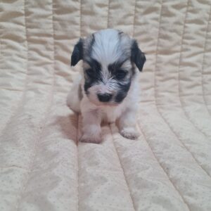 Abi Havanese