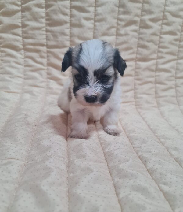Abi Havanese