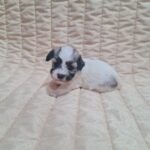 Abi-female-havanese-puppy-for-sale-1 (2)