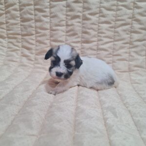 Abi Havanese