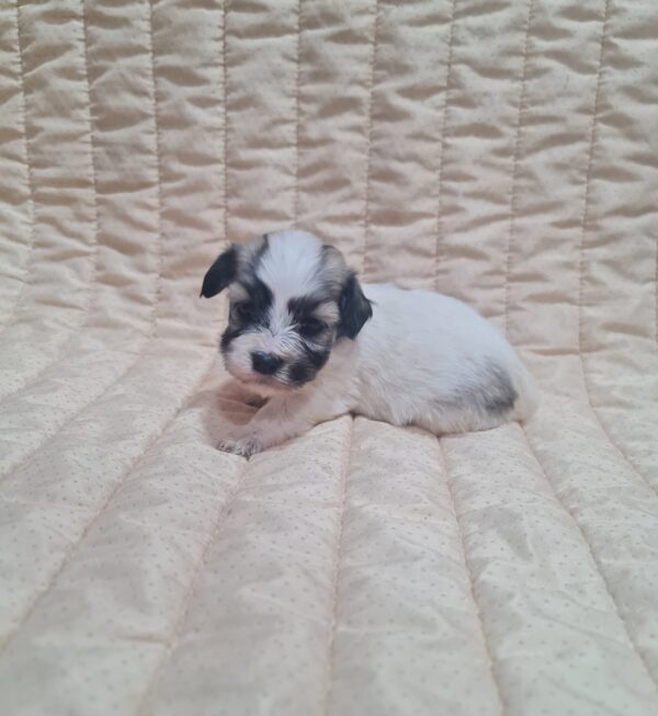 Abi Havanese