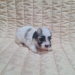 Abi-female-havanese-puppy-for-sale-1 (3)